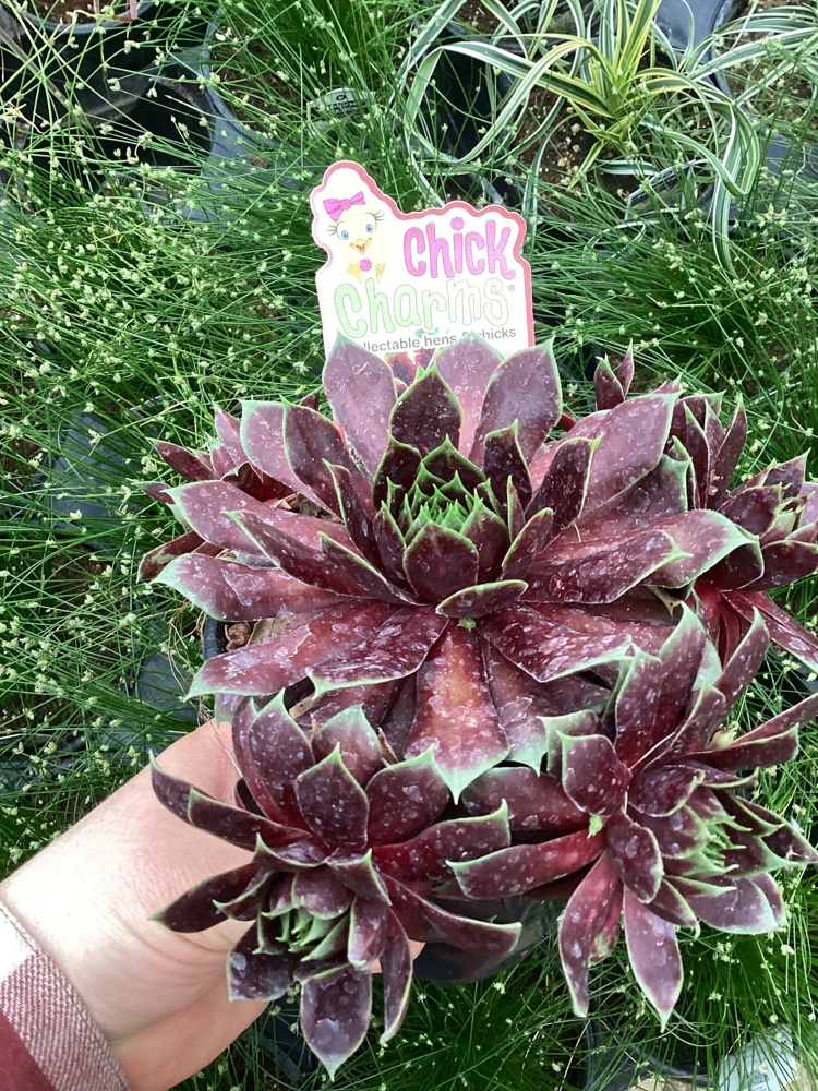 Sempervivum Chick Charms Cranberry Cocktail Live Plant - 4.5 inch Pot - Image 3