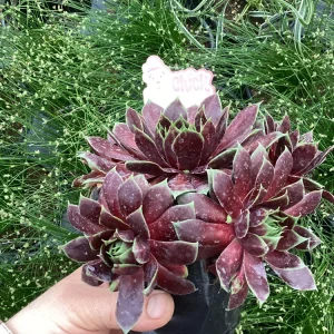 Sempervivum Chick Charms Cranberry Cocktail Live Plant - 4.5 inch Pot - Image 4
