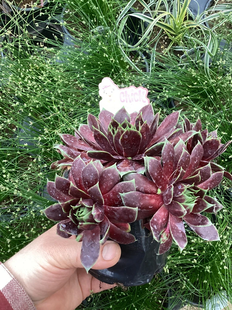 Sempervivum Chick Charms Cranberry Cocktail Live Plant - 4.5 inch Pot - Image 4