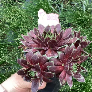 Sempervivum Chick Charms Cranberry Cocktail Live Plant - 4.5 inch Pot - Image 5