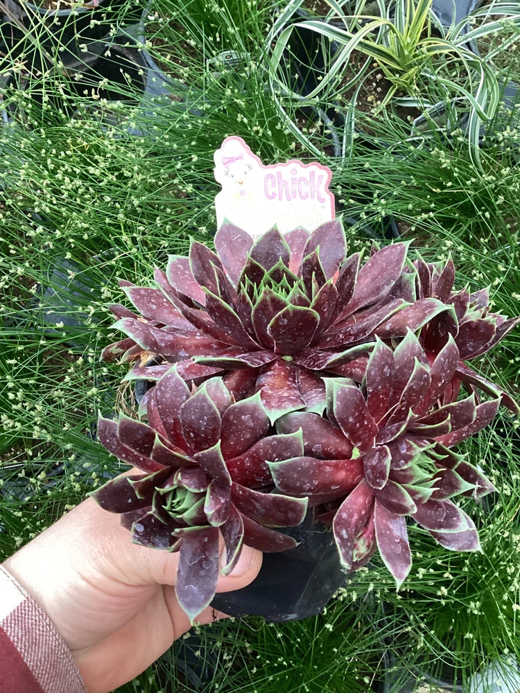 Sempervivum Chick Charms Cranberry Cocktail Live Plant - 4.5 inch Pot - Image 5