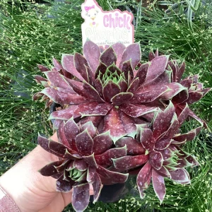 Sempervivum Chick Charms Cranberry Cocktail Live Plant - 4.5 inch Pot - Image 6