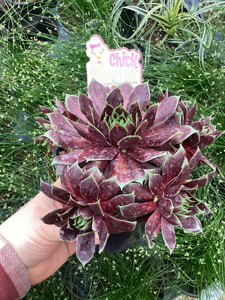 Sempervivum Chick Charms Cranberry Cocktail Live Plant - 4.5 inch Pot - Image 6
