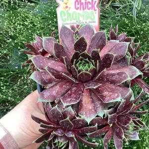 Sempervivum Chick Charms Cranberry Cocktail Live Plant - 4.5 inch Pot - Image 7
