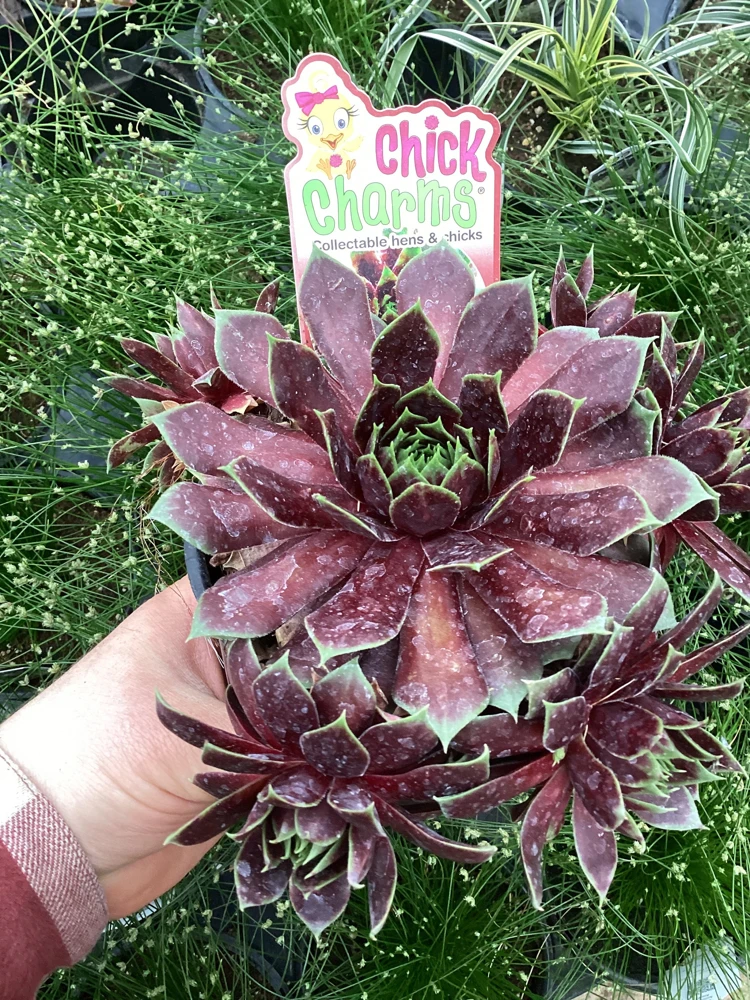 Sempervivum Chick Charms Cranberry Cocktail Live Plant - 4.5 inch Pot - Image 7