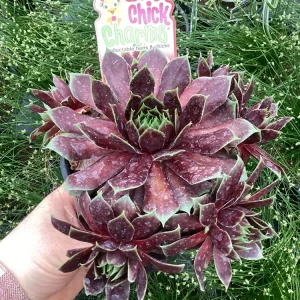 Sempervivum Chick Charms Cranberry Cocktail Live Plant - 4.5 inch Pot - Image 8