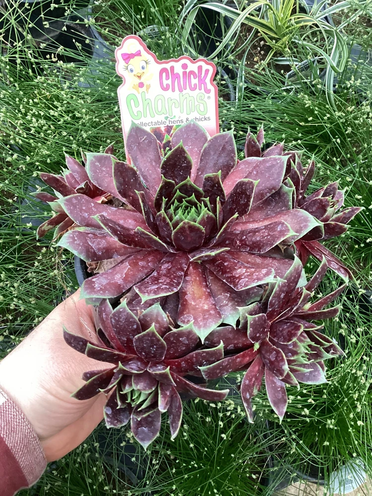 Sempervivum Chick Charms Cranberry Cocktail Live Plant - 4.5 inch Pot - Image 8