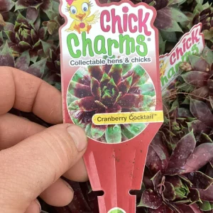 Sempervivum Chick Charms Cranberry Cocktail Live Plant - 4.5 inch Pot - Image 9