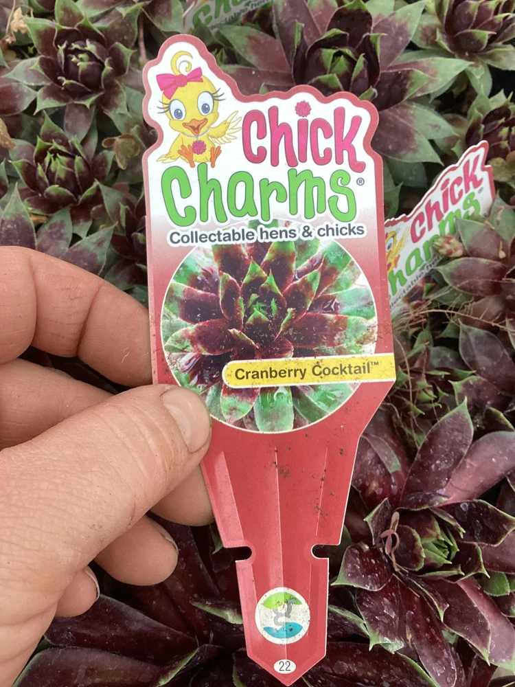 Sempervivum Chick Charms Cranberry Cocktail Live Plant - 4.5 inch Pot - Image 9