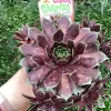 Sempervivum Chick Charms Cranberry Cocktail Live Plant - 4.5 inch Pot - Image 1