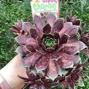 Sempervivum Chick Charms Cranberry Cocktail Live Plant - 4.5 inch Pot - Image 1