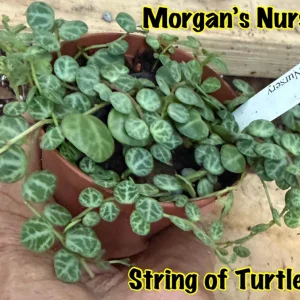 String of Turtles Live Plant - Peperomia Prostrata in 3 inch Pot, Indoor - Image 2