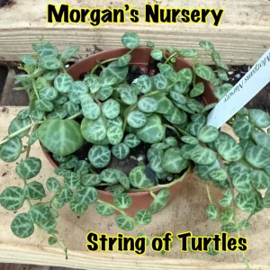 String of Turtles Live Plant - Peperomia Prostrata in 3 inch Pot, Indoor - Image 3