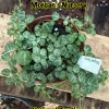 String of Turtles Live Plant - Peperomia Prostrata in 3 inch Pot, Indoor - Image 1