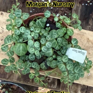 String of Turtles Live Plant - Peperomia Prostrata in 3 inch Pot, Indoor - Image 1