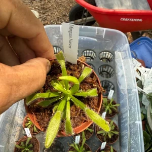 Sundew Hercules Live Carnivorous Plant – 3 inch Pot – Indoor/Outdoor - Image 1