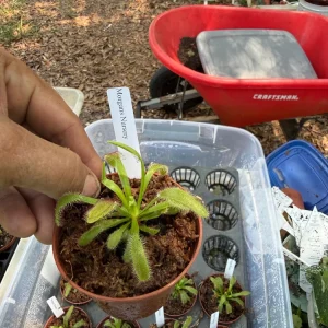 Sundew Hercules Live Carnivorous Plant – 3 inch Pot – Indoor/Outdoor - Image 2