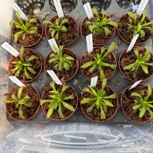 Sundew Hercules Live Carnivorous Plant – 3 inch Pot – Indoor/Outdoor - Image 3