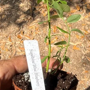 Sunshine Blue Blueberry Live Plant - 3 inch Pot - Heat-Tolerant, Self-Pollinating - Image 2