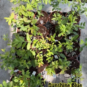 Sunshine Blue Blueberry Live Plant - 3 inch Pot - Heat-Tolerant, Self-Pollinating - Image 3