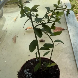 Sunshine Blue Blueberry Live Plant - 3 inch Pot - Heat-Tolerant, Self-Pollinating - Image 1