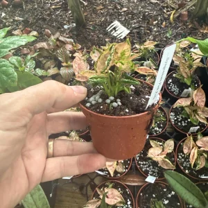 Syngonium Pink Rolli Live Plant – Small Starter – 3 inch pot – Indoor - Image 2