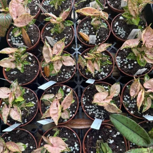 Syngonium Pink Rolli Live Plant – Small Starter – 3 inch pot – Indoor - Image 3