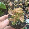 Syngonium Pink Rolli Live Plant – Small Starter – 3 inch pot – Indoor - Image 1