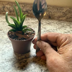 Tolumnia Popoki Mitzi Miniature Orchid Live Plant - Blooming Size - 3 inch Pot - Image 2