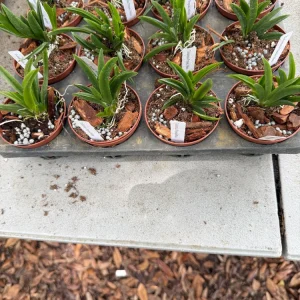 Tolumnia Popoki Mitzi Miniature Orchid Live Plant - Blooming Size - 3 inch Pot - Image 4