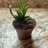 Tolumnia Popoki Mitzi Miniature Orchid Live Plant - Blooming Size - 3 inch Pot - Image 1