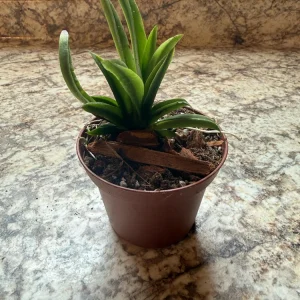 Tolumnia Popoki Mitzi Miniature Orchid Live Plant - Blooming Size - 3 inch Pot - Image 1