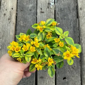 Variegated Lysimachia Live Plant – Creeping Jenny in 4.5 inch Pot - Image 2