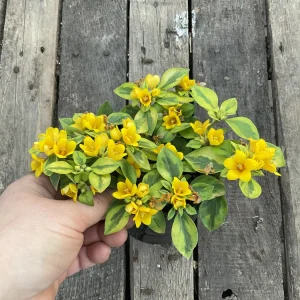 Variegated Lysimachia Live Plant – Creeping Jenny in 4.5 inch Pot - Image 3