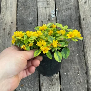 Variegated Lysimachia Live Plant – Creeping Jenny in 4.5 inch Pot - Image 4