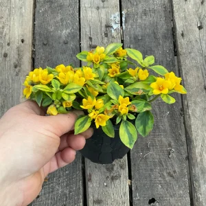 Variegated Lysimachia Live Plant – Creeping Jenny in 4.5 inch Pot - Image 5
