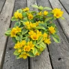 Variegated Lysimachia Live Plant – Creeping Jenny in 4.5 inch Pot - Image 1