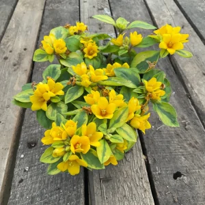 Variegated Lysimachia Live Plant – Creeping Jenny in 4.5 inch Pot - Image 1