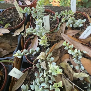 Variegated Million Hearts Dischidia Live Plant – 3 Inch Pot – Indoor Hanging Plant - Image 2