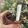 Variegated Million Hearts Dischidia Live Plant – 3 Inch Pot – Indoor Hanging Plant - Image 1