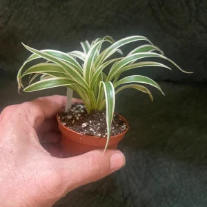Variegated Spider Plant Live Plant - Chlorophytum Comosum 'Variegata Compacta' - 3" Pot - Image 2