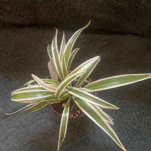 Variegated Spider Plant Live Plant - Chlorophytum Comosum 'Variegata Compacta' - 3" Pot - Image 3
