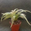 Variegated Spider Plant Live Plant - Chlorophytum Comosum 'Variegata Compacta' - 3" Pot - Image 1
