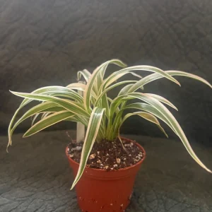 Variegated Spider Plant Live Plant - Chlorophytum Comosum 'Variegata Compacta' - 3" Pot - Image 1