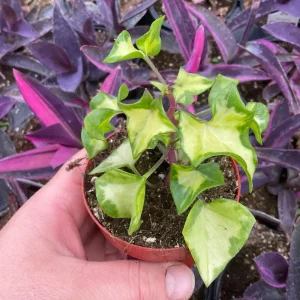 Variegated Wax Ivy Live Plant - 3" Nursery Pot - Indoor Houseplant - Image 2