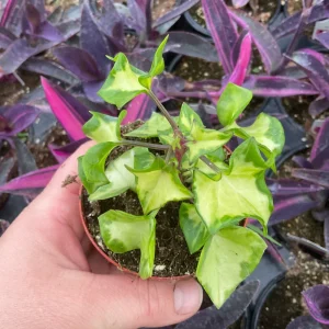 Variegated Wax Ivy Live Plant - 3" Nursery Pot - Indoor Houseplant - Image 3