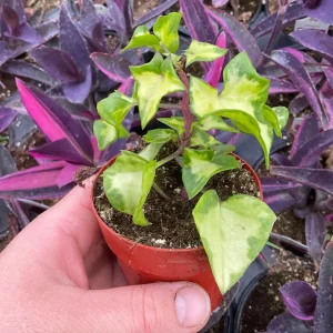 Variegated Wax Ivy Live Plant - 3" Nursery Pot - Indoor Houseplant - Image 4