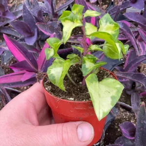 Variegated Wax Ivy Live Plant - 3" Nursery Pot - Indoor Houseplant - Image 5