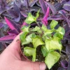 Variegated Wax Ivy Live Plant - 3" Nursery Pot - Indoor Houseplant - Image 1