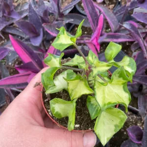 Variegated Wax Ivy Live Plant - 3" Nursery Pot - Indoor Houseplant - Image 1